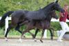 Foto: Preisspitze von Iowa Gold - Fotograf: Kirstin Weigel