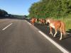Foto: Couragierte Frau führt ausgebüxte Tiere von der Autobahn - Fotograf: Polizeipräsidium Nordhessen