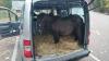 Foto: Pony wird im Kleintransporter transportiert - Fotograf: Polizei Mnanheim