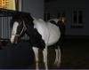 Foto: Entlaufenes Pferd - Fotograf: Polizeidirektion Landau