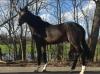 Foto: entwendeter Hengst - Fotograf: Privat