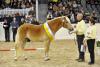 Foto: Siegerhengst 2011 bei den Edelbluthaflingern wurde Andro (Züchter: Familie Mönkemeier, Pattensen, Besitzer: Hein-Dieter und Gunda Föge, Warpe) - Fotograf: Ponyverband Hannover/ Lehmann