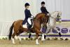 Foto: Reitponydeckhengste präsentieren sich zur Hengstschau des Ponyverbandes Hannover am 8. März in abwechslungsreichen Schaubildern - Fotograf: Ponyverband Hannover/ Pantel
