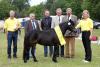 Foto: Parade der Ponyschönheiten: Am 21. Juni wetteifern in Adelheidsdorf die besten drei- und vierjährigen Ponystuten um den Titel Staatsprämienanwärterin. Auf dem Foto zu sehen ist die Vorjahressiegerin der Deutschen Classic Pony Stuten: Alischia v. Clus v. Jo-Co’s KC Coyne Connection-Jappelu (Z. u. B.: Ralf Grober, Bad Gandersheim). - Fotograf: Pantel/ Ponyverband Hannover