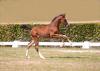 Foto: Presley's Girl zählt zu den absoluten Highlights der Kollektion - Die Mutter dieser Cascadello I-Tochter ist keine Geringere als das Olympiapferd Who knows Lilly - Fotograf: Janne Bugtrup