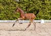 Foto: Die Preisspitze der Fohlenauktion anlässlich der Holsteiner Pferdetage: Countess v. Crack-Contender - Fotograf: Janne Bugtrup