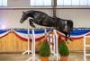 Foto: Der Reservesieger der Holsteiner Körung 2018, Colcannon von Cornet Obolensky. Die Junghengste der Hengststation Maas J. Hell werden bei der Präsentation im Februar in Klein Offenseth erstmals unter dem Reiter gezeigt - Fotograf: Stefan Lafrentz