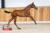 Foto: Kat.-Nr. 2 CHAMPIONATA RV Z - Fotograf: HorseSales.Auction