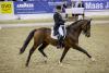 Foto: Reitmeister Hubertus Schmidt wird in Dortmund in der Grand Prix Special Tour an den Start gehen - Fotograf: Stefan Lafrentz 