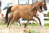 Foto: Das Foto der Preisspitze von Riedlingen: Kat.Nr. 49 / For Romance I / Dormello - 22.000,- Euro - Fotograf: Doris Matthaes