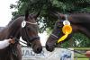 Foto: Sie suchen am 25. August in Wickrath bei der 8. Trakehner Landesstutenschau des Zuchtbezirks Rheinland ihre Nachfolgerinnen: die Landessiegerstute 2012, Elvira v. Partout und ihre Schwester und zweite Reservesiegerin Elize v. Hofrat - Fotograf: Lune Jancke