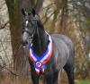 Foto: Holsteiner Siegerhengst 2023: Diamantado v. Diamant de Semilly-Cayado (ZG Eggert/Schramm - Fotograf: Janne Bugtrup