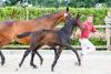Foto: Siegerstutfohlen des Fohlenchampionats der Hengststation Maas J. Hell von Quaterback-Calinello aus der Zucht von Oliver Timm - Fotograf: Fotografie CB
