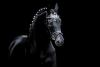Foto: Adieu, Sixtus! Im Alter von 33 Jahren trat der Trakehner Stempelhengst des Gestüts Hörstein, Alzenau, ab - Fotograf: Meike Düsterwald
