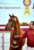 Foto: Der Springchampion 2022 (von Casino Grande abstammend) - Fotograf: Björn Schroeder