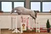 Foto: Startet mit der Katalognummer 3 im PARTNER PFERD DSP Freispring-Cup des Deutschen Sportpferdes: Casmaron von Chacoon Blue – Carismo – Pikör - Fotograf: Björn Schröder
