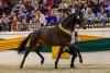 Foto: Der strahlende Trakehner Siegerhengst führt den großen Namen Kaiser’s Erbe und ist über seinen Vater Easy Game eng verwandt mit dem erfolgreichsten Dressurpferd der Welt, TSF DALERA BB - Fotograf: Sportfotos-Lafrentz.de