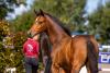 Foto: Das Auktions-Stutfohlen Cherry Lady von Charleston-Nerrado ist eine Vollschwester zum gekörten Hengst Chardo, der bei Björn Nagel ausgebildet wird - Fotograf: Stefan Lafrentz