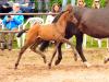 Foto: Eine Offerte der Jubiläumskollektion: Das Hengstfohlen Prinz Avador bereichert die 15te Trakehner Bundesturnier Fohlenauktion am 27. Juli in Hannover mit sportlichen Spitzengenen - Fotograf: Beate Langels