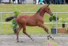 Foto: Fohlen von Topas / Loving Dancer - Fotograf: Olav Krenz