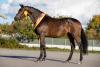 Foto: Ein Spitzenmodell: Die amtierende Trakehner Jahressiegerstute Belle Fleur von E.H. Millennium u.d. Belle Rouge v. E.H. Le Rouge - Fotograf: Stefan Lafrentz