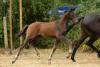 Foto: 15 Jahre Trakehner Bundesturnier Fohlenauktion: am Abend des 27. Juli ist es soweit. Willkommen im Reiterstadion Hannover! - Fotograf: Jutta Bauernschmitt