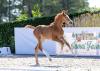 Foto: Very Nice v. Vigado-Casall kommt in Hörup zur Versteigerung - Fotograf: Stefan Lafrentz