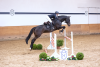 Foto: In den zusätzlich gedrehten Videos zeigen die gerittenen Auktionspferde ihr Können im Parcours. So auch Katalognummer 23, Hora v. Diarado-Calido I - Fotograf: Janne Bugtrup