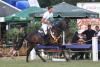 Foto: Der amtierende Trakehner Geländepferdechampion, der gekörte KROS v. Ajbek, ist unter seinem Besitzer Jens Hoffrogge bereits erfolgreich im schweren Parcours - Fotograf: Stephan Bischoff