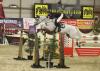 Foto: David Will und All In sicherten sich den Preis der Stadt Damme beim CSI - Fotograf: Andreas Hilgenberg