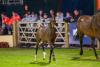 Foto: Was für ein süßes Fohlen - Zaya von Imhoff - Fotograf: RI/Equitari