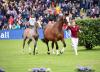 Foto: Zehn Elitefohlen wird Vermarktungschef Roland Metz für die Auktion in Schweden auswähen, die bei dem internationalen Top-Event neue Besitzer finden werden - Fotograf: Janne Bugtrup